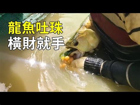 紅龍飼養|【養紅龍】打造絕美龍魚！紅龍養殖的關鍵秘訣全公開